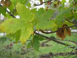 Acer monspessulanum